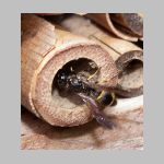 Symmorphus bifasciatus - Lehmwespe 14.jpg